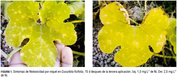 Aplicación foliar de níquel en Cucurbita ficifolia Bouché para