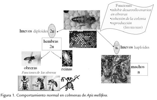 Las personalidades de las abejas