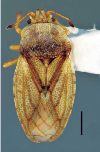 Dorsal habitus view of Parapiesma cinereum (Say). Scale 0.5 mm.