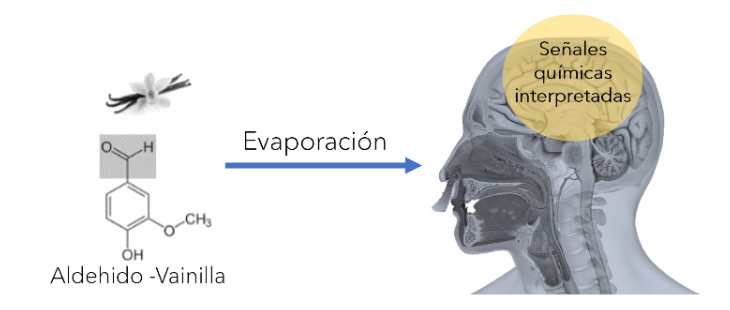 Figura 8. Proceso de olfacción.