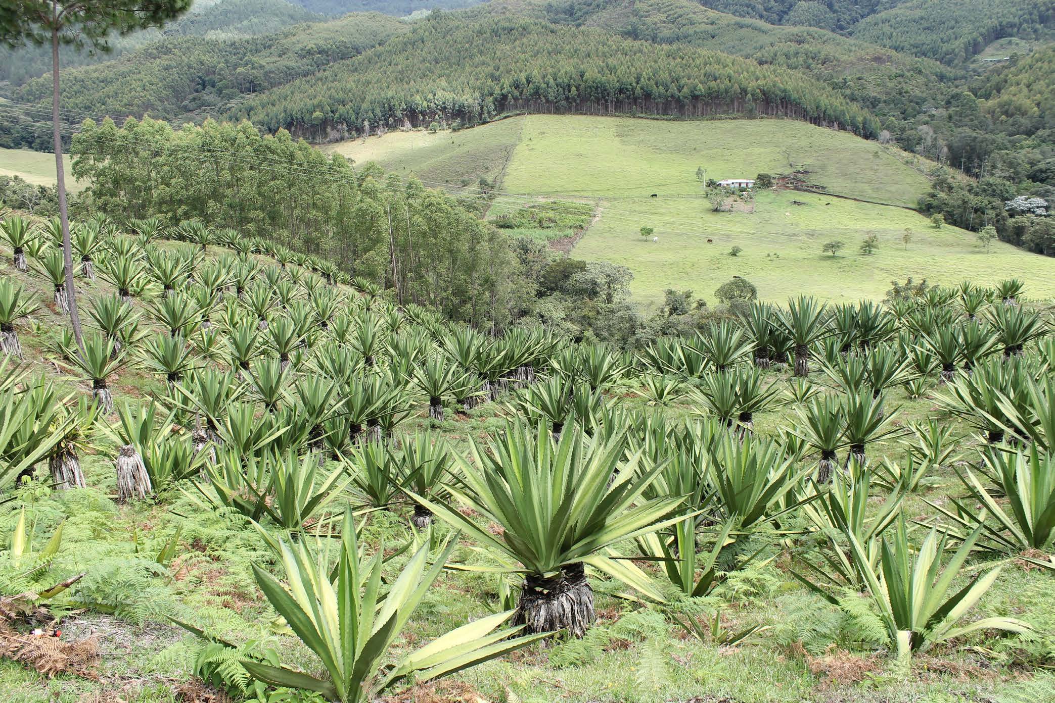 Fig. 1. Plantación de fique (España, 2013).