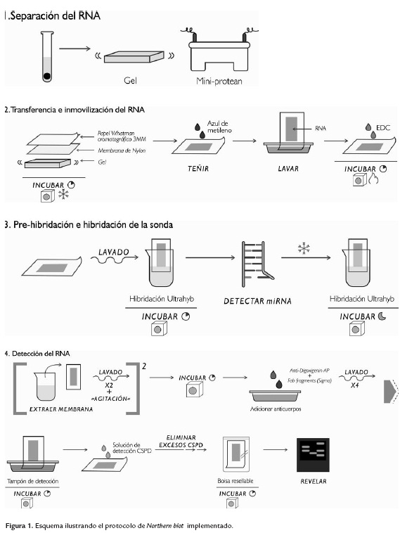 Northern blot no radioactivo