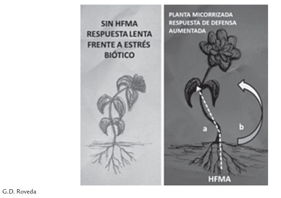 Mecanismos De Defensa Y Respuestas De Las Plantas En La - 