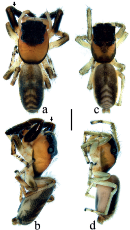 Habitus of Tanybelus aeneiceps; a. male, (ICN-Ar 8312), dorsal view, b ...