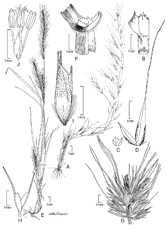 El Genero Muhlenbergia Poaceae Chloridoideae Cynodonteae