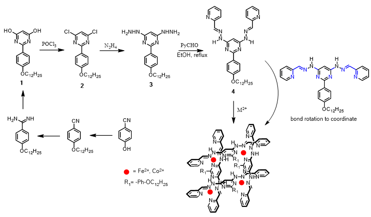 
Figure 2. Synthetic
route to obtain Fe(II) and Co(II) metallogrids.