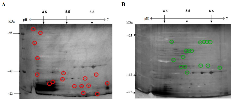 Figura 9. (A) Mapa bidimensional del proteoma control de E. coli O157:H7 ATCC 43888 después de 9 h de incubación. (B) Mapa bidimensional del proteoma control de E. coli O157:H7 ATCC 43888 después de 9 h de incubación con IONP@. Los círculos rojos evidencian manchas inhibidas bajo tratamiento y los círculos verdes son manchas expresadas bajo tratamiento.