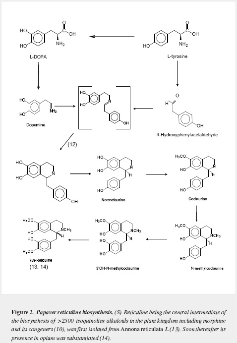 Biosynthesis of morphine: Its importance in Parkinson´s disease ...