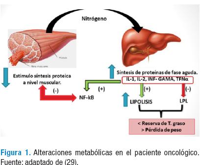 La pérdida de masa muscular incrementa el riesgo de muerte en pacientes con  cáncer