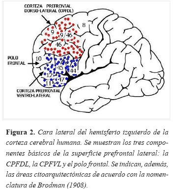 Memoria operativa y circuitos corticales | Revista de la Facultad de  Medicina