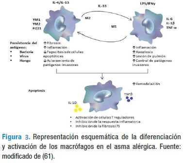 diagrama de macrófagos