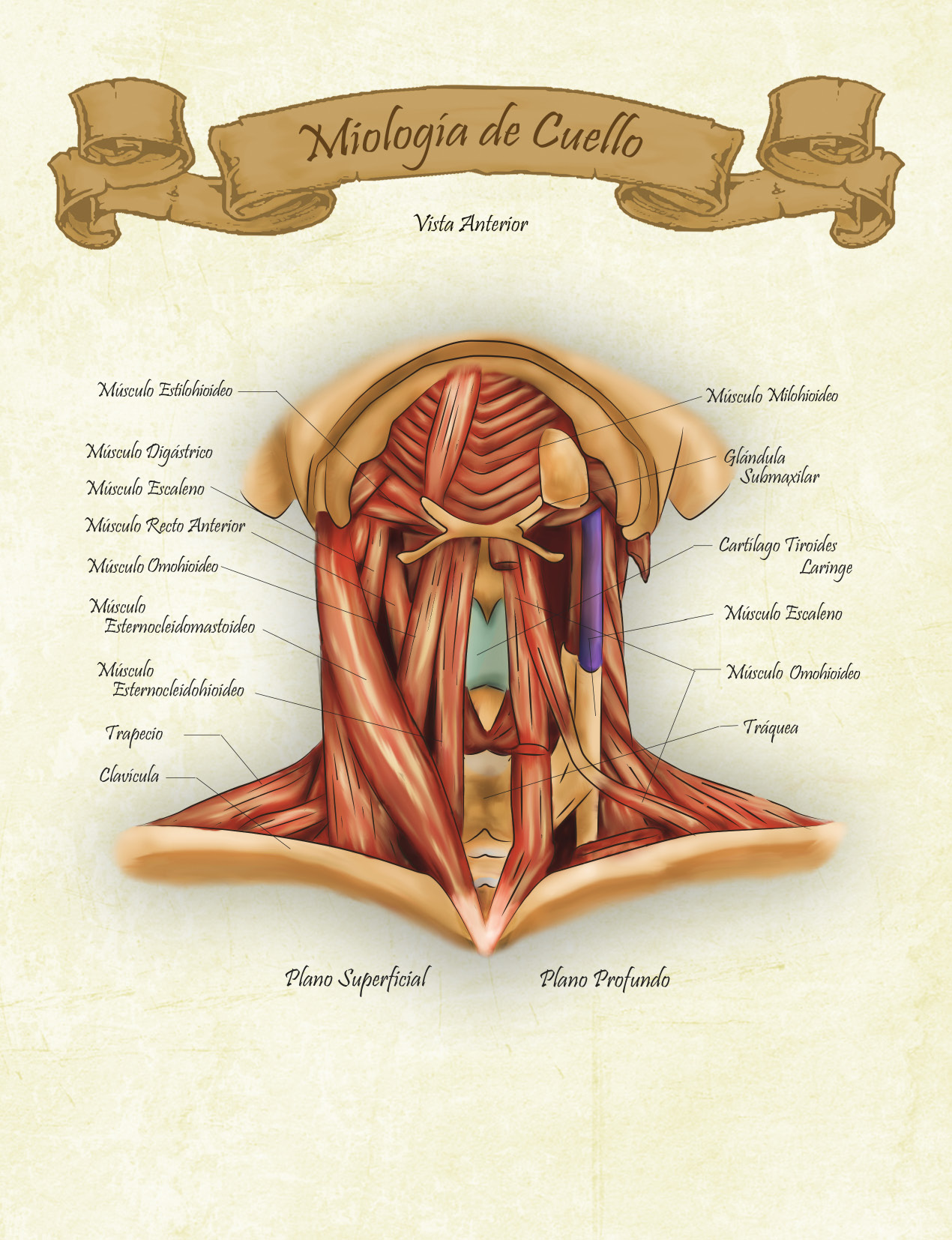 Cuello%20anterior%20ult.jpg