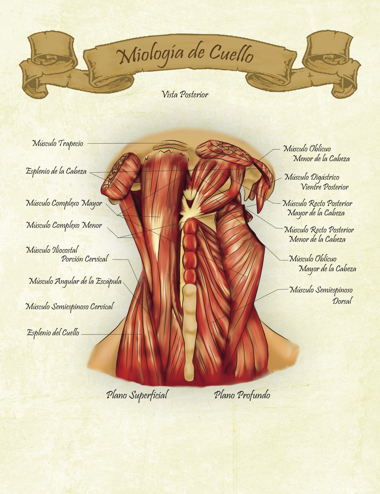 CUELLO%20POSTERIOR.jpg