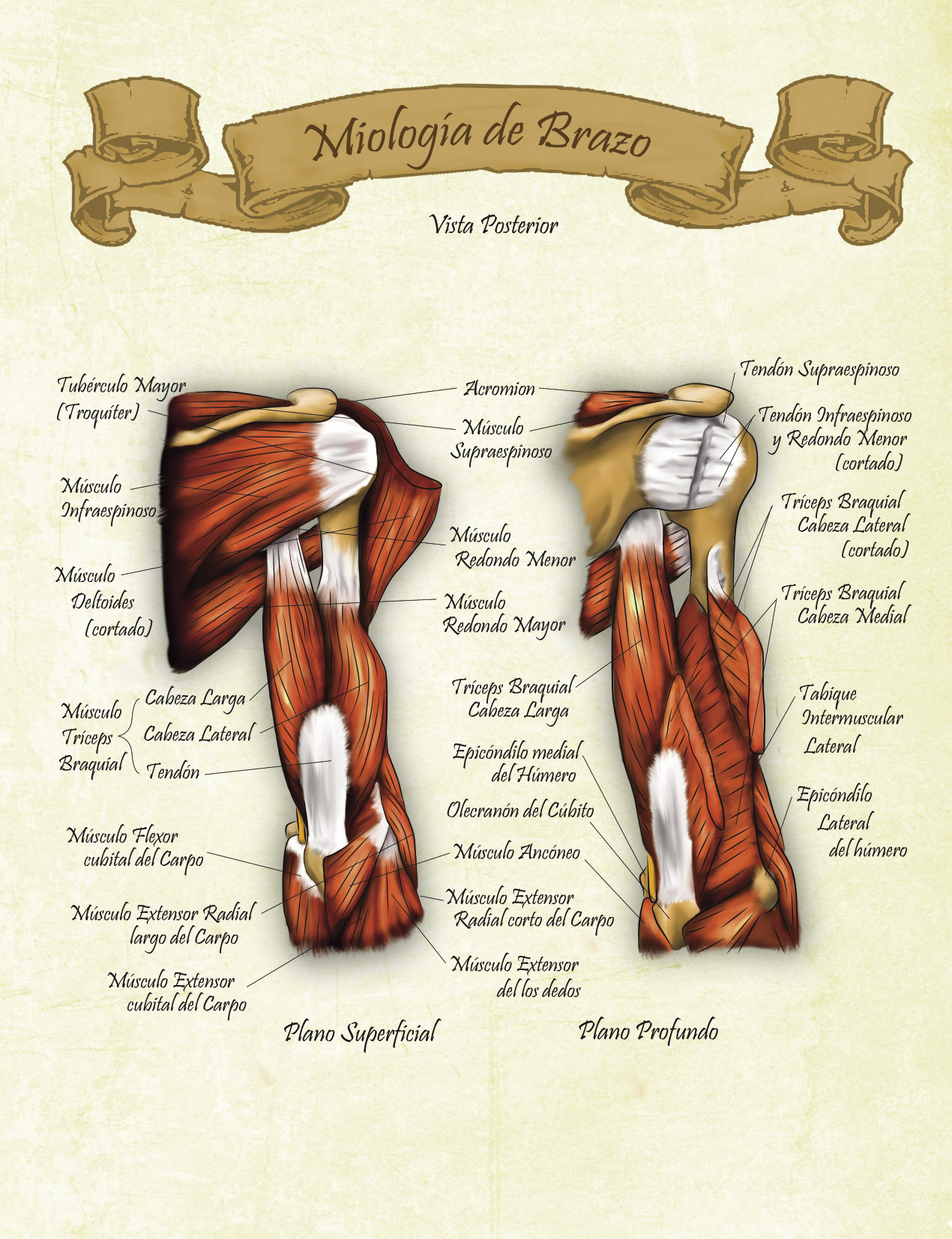 Miologia%20de%20Brazo%20Vista%20Posterior.jpg