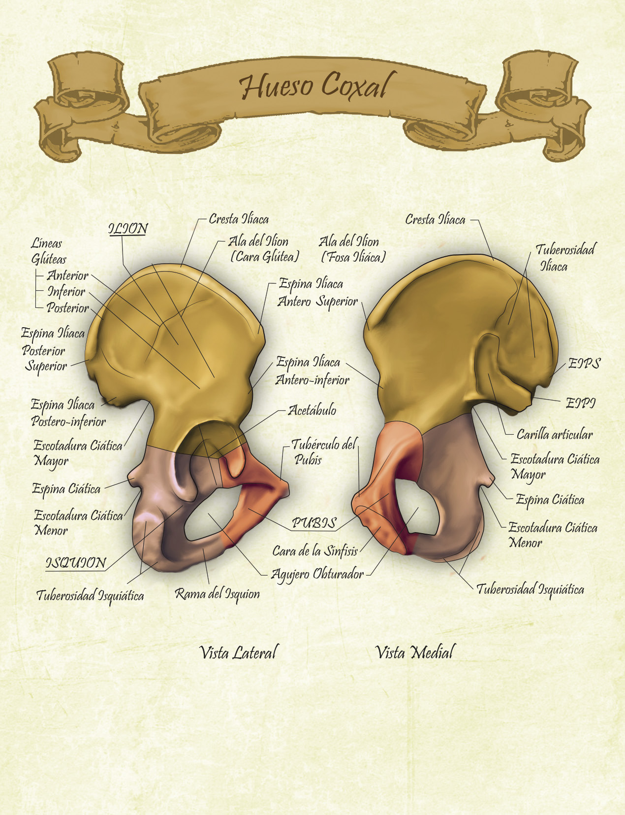 Hueso%20Iliaco.jpg