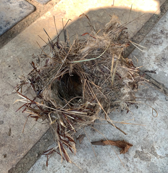 Bird nest, made up of fibers of plant detritus, feathers, and other materials. Examples of fossilized bioconstruction 