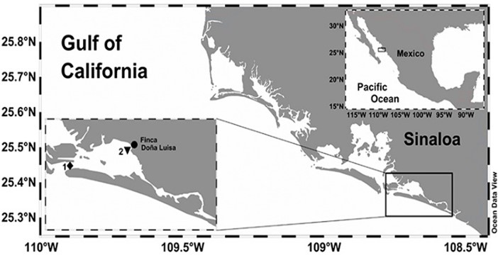 Location of the sampling stations at the Macapule Lagoon (Station 1: northern mouth, 25.37° N, 108.74° W, Station 2: El Tortugón estuary, 25.39° N, 108.67° W) and Finca Doña Luisa shrimp farm (closed circle).