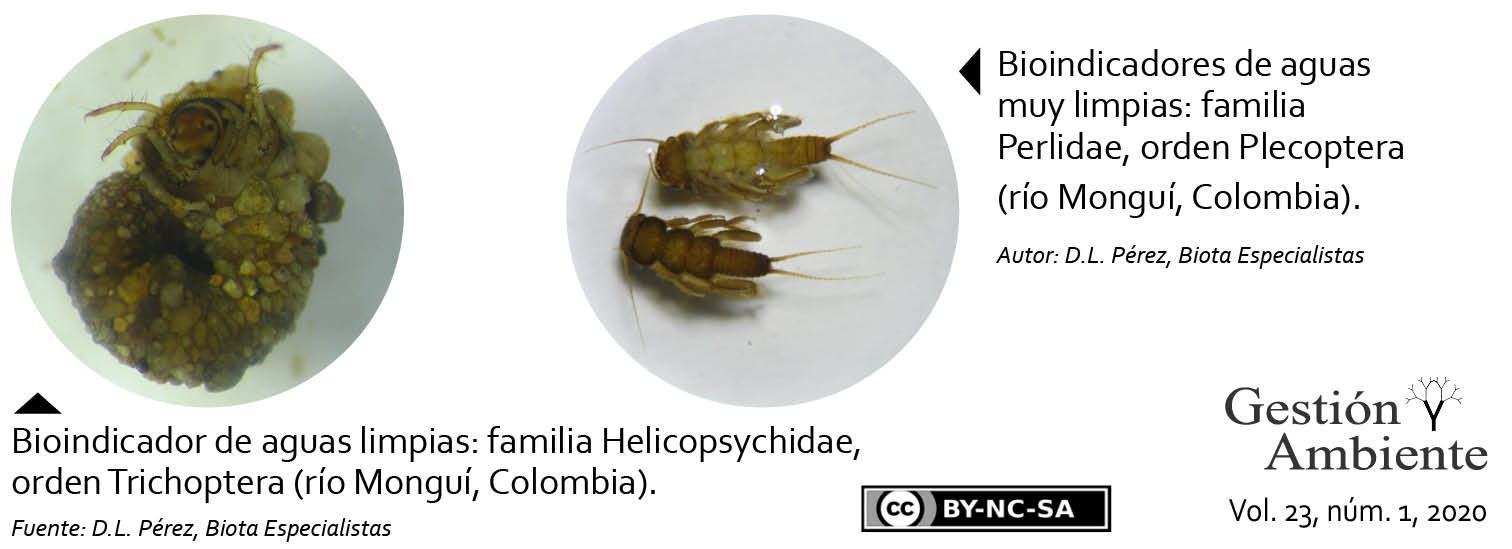 Bioindicador de aguas limpias: familia Helicopsychidae, orden Trichoptera (río Monguí, Colombia). Bioindicadores de aguas muy limpias: familia Perlidae, orden Plecoptera (río Monguí, Colombia). Autor: D.L. Pérez, Biota Especialistas S.A.S