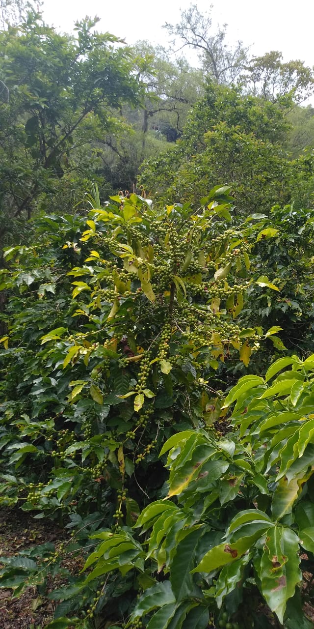 Coffe crop in Gachetá (Cundinamarca-Colombia) Source: N. Garavito-Calderon