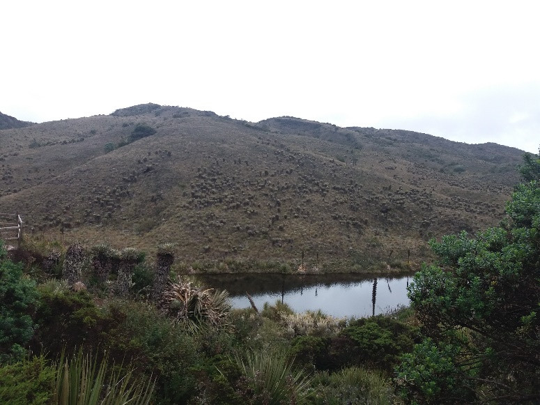 Páramo de Guachenque: nacimiento del río Bogotá (Villapinzón, Colombia).  Fuente: Y. García-M (2019)