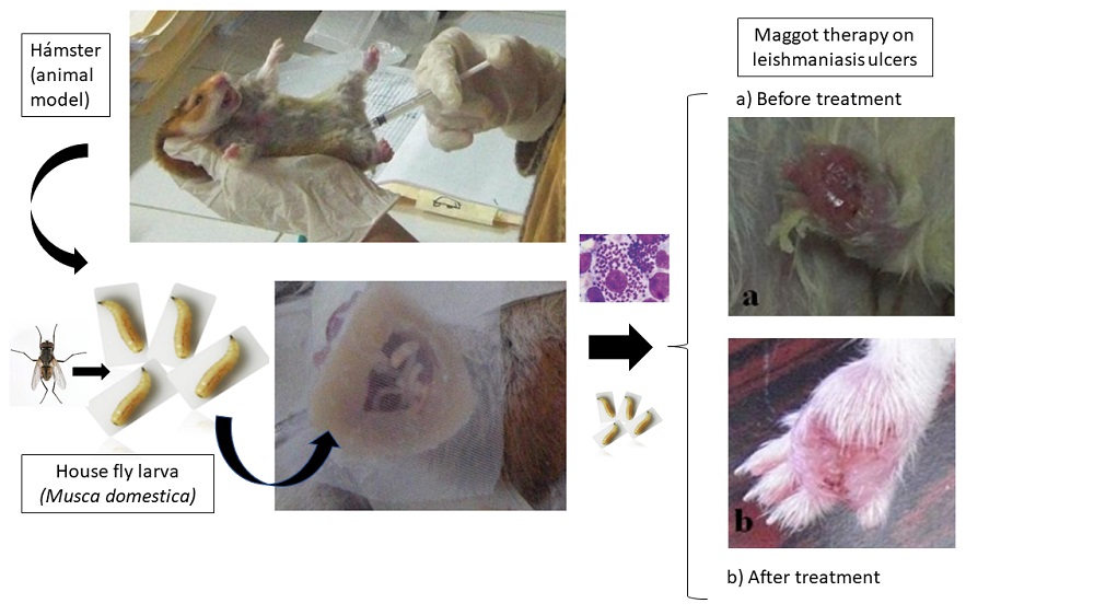 Terapia Larval con Musca Domestica en el Tratamiento de la úlcera  Leishmánicaen un Modelo Murino | Acta Biológica Colombiana
